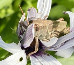 Melanoplus yarrowii