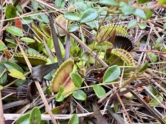 Dionaea muscipula