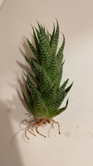 Haworthia