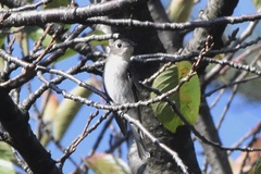 Muscicapa dauurica