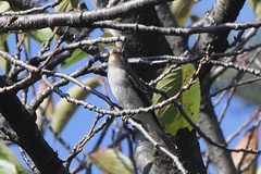 Muscicapa dauurica