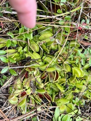 Dionaea muscipula