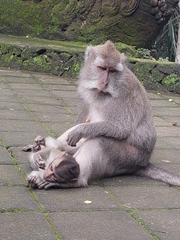 Macaca fascicularis