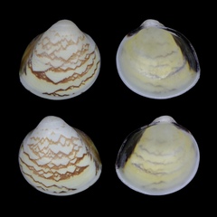 Laevicardium mortoni