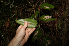 Smilax australis