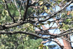 Muscicapa dauurica