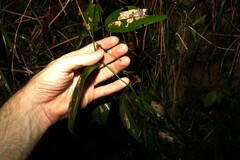Smilax australis