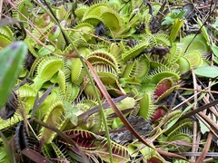 Dionaea muscipula