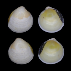 Laevicardium mortoni