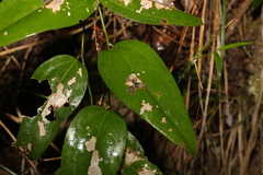 Smilax australis