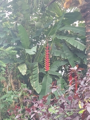 Heliconia rostrata