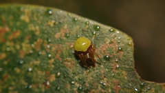 Araneus viridiventris