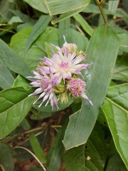 Cyrtocymura scorpioides
