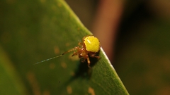 Araneus viridiventris