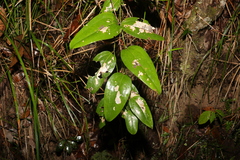 Smilax australis