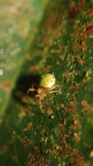 Araneus viridiventris