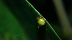 Araneus viridiventris