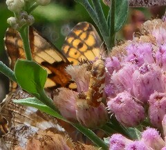 Spragueia jaguaralis