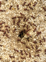 Pogonomyrmex barbatus