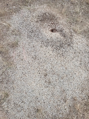 Pogonomyrmex barbatus