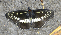 Gnathotriche exclamationis