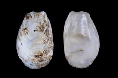 Crepidula plana