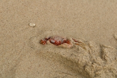 Ocypode gaudichaudii