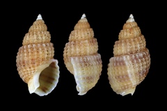 Ilyanassa trivittata