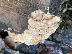 Trichaptum biforme