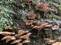 Trichaptum biforme