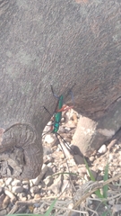 Plinthocoelium chilense