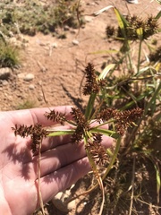 Cyperus odoratus