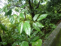 Ficus irisana