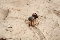 Coenobita compressus