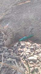 Plinthocoelium chilense