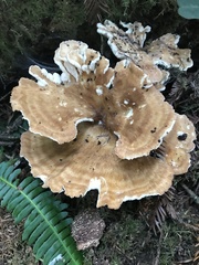 Bondarzewia occidentalis