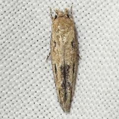 Mompha brevivittella