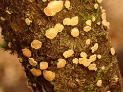 Aleurodiscus amorphus