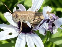 Melanoplus yarrowii