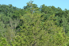 Juniperus virginiana virginiana