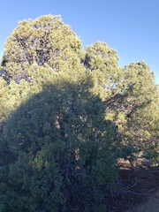 Juniperus scopulorum