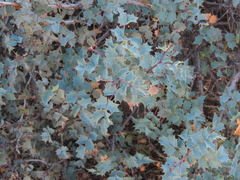 Berberis fremontii