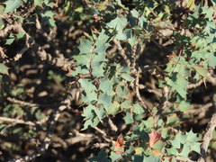 Berberis fremontii