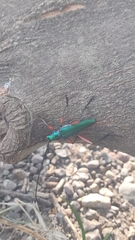 Plinthocoelium chilense