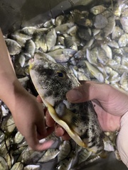 Sphoeroides maculatus