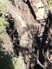 Juniperus scopulorum