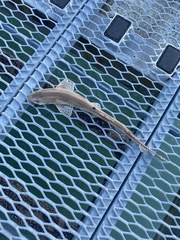 Scyliorhinus canicula