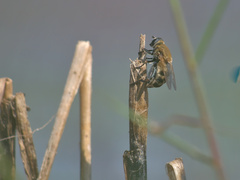 Polydontomyia curvipes