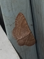 Leptostales pannaria