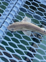 Scyliorhinus canicula